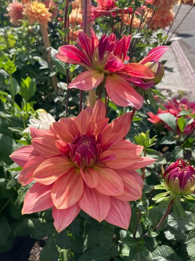Dahlia 'Andy's Legacy' — Northwest Blooms